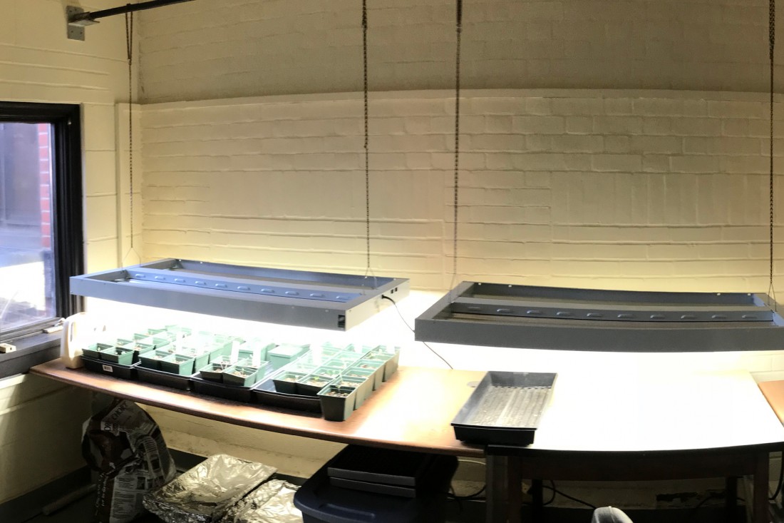 Plants in trays under the green house grow lights.