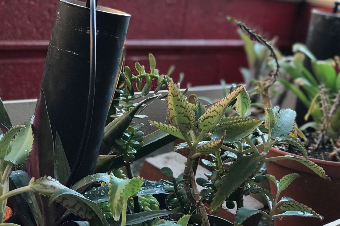 Close up of plants growing in the greenhouse.
