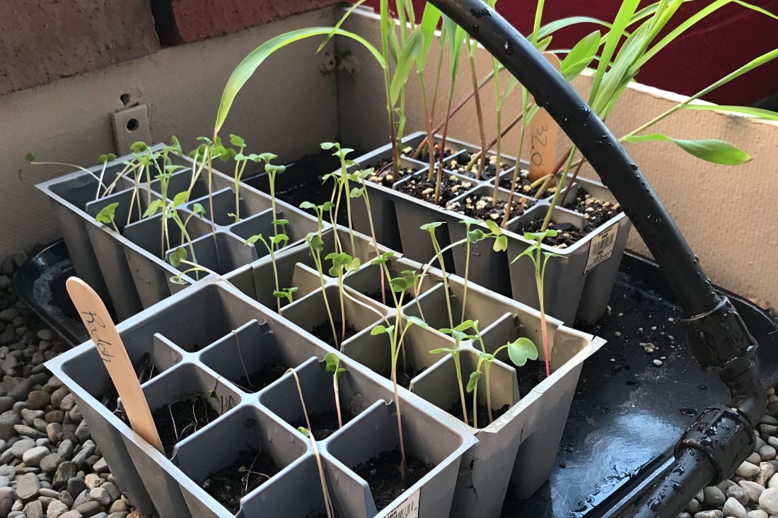 Budding radishes getting ready to be planted.