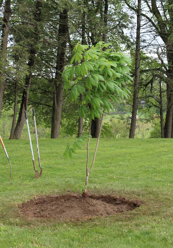 Anne Frank Tree 